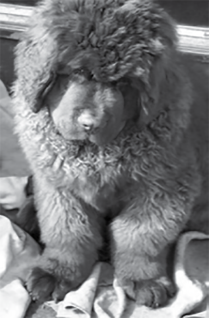 Grey newfoundland best sale dog