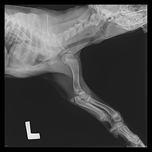 Newfoundland Puppy Affected with FLA/CRHL