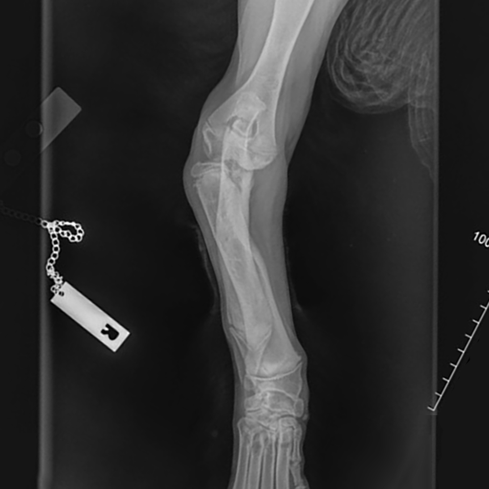 Newfoundland Puppy Affected with FLA/CRHL