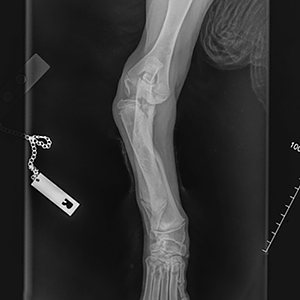 Newfoundland Puppy Affected with FLA/CRHL