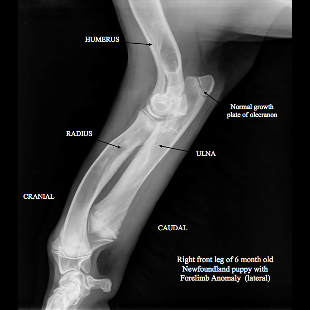 Newfoundland Puppy Affected with FLA/CRHL