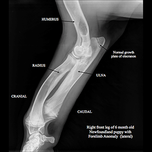 x-ray of Newfoundland Puppy Affected with FLA/CRHL
