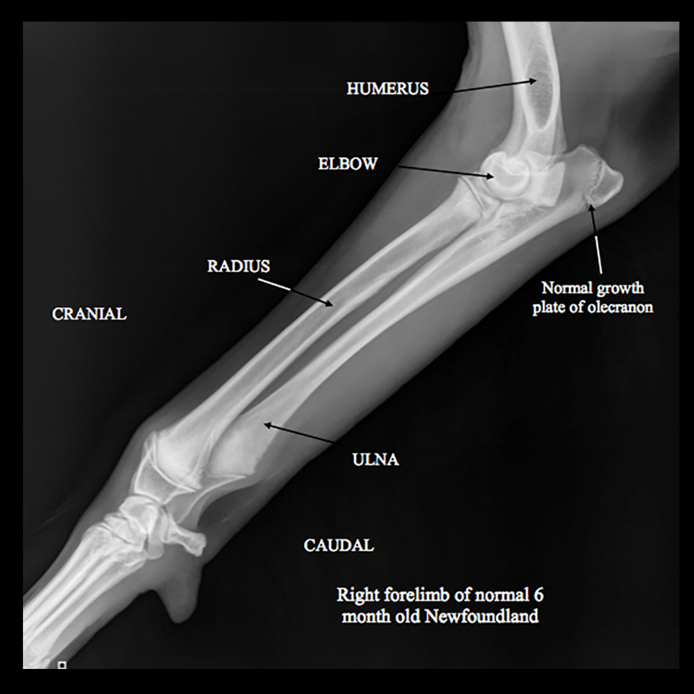 Newfoundland Puppy Affected with FLA/CRHL