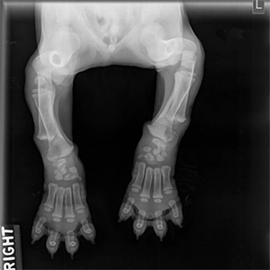 Newfoundland Puppy Affected with FLA/CRHL