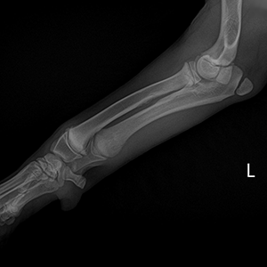 x-ray of Newfoundland Puppy Normal