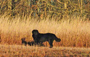 newfoundland dog