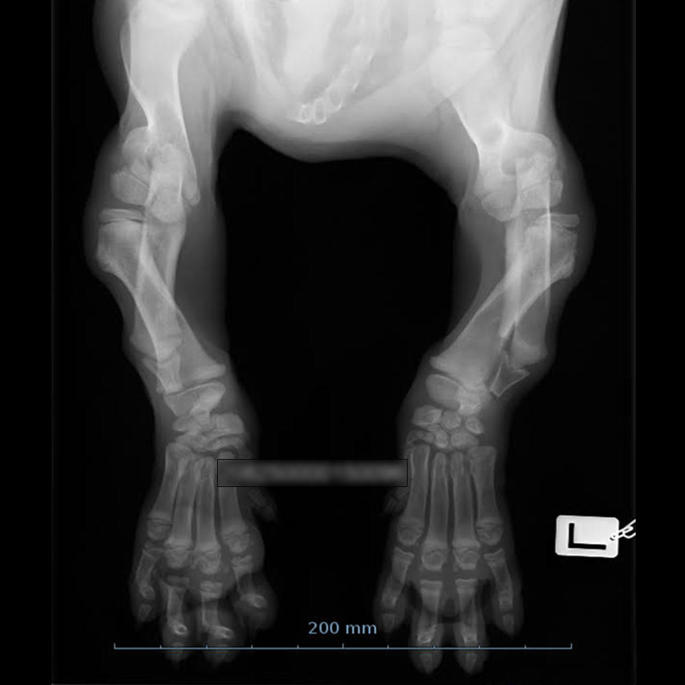 Newfoundland Puppy Affected with FLA/CRHL