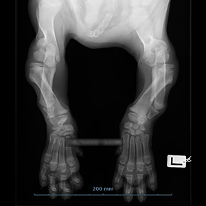 Newfoundland Puppy Affected with FLA/CRHL