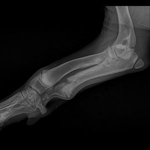 x-ray of Newfoundland Puppy Affected with FLA/CRHL