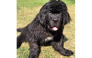 Newfoundland Puppy Affected with FLA/CRHL