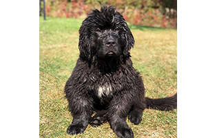 Newfoundland Puppy Affected with FLA/CRHL