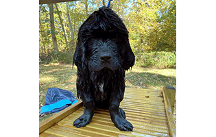 Newfoundland Puppy Affected with FLA/CRHL