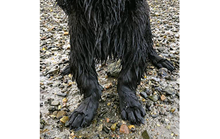 Newfoundland Puppy Affected with FLA/CRHL