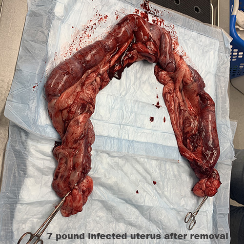 infected uterus in a newfoundland