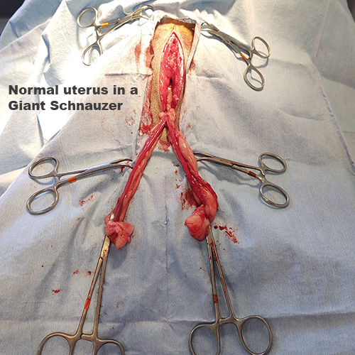 normal uterus in a giant schnauzer