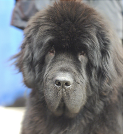 hungry Newfoundland
